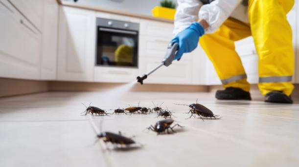 societe désinsectisation cafard societe désinsectisation cafard