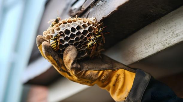 Désinsectisation guêpes Valenciennes