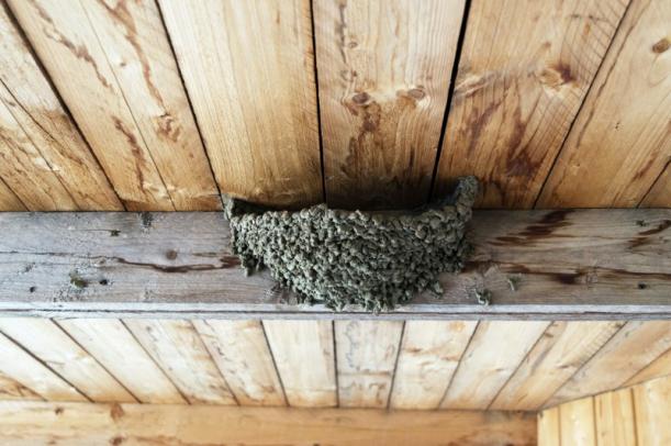 traitement mérule traitement mérule