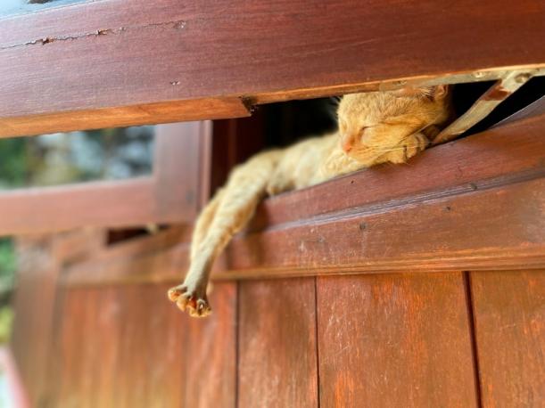 Traitement du bois Valenciennes Traitement du bois Valenciennes