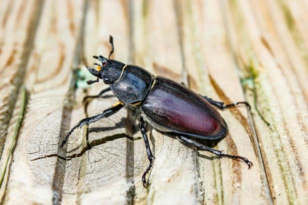 Désinsectiseur fourmis